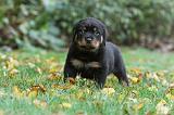 ROTTWEILER 343